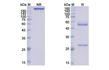 Mirikizumab (IL23A) - Research Grade Biosimilar Antibody