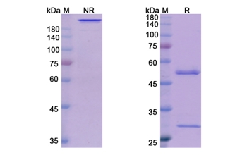 Mk-4721 (PSCA) - Research Grade Biosimilar Antibody