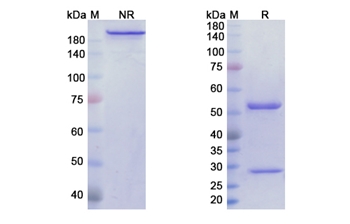 Monalizumab (KLRC1/NKG2A/CD159a/CD94) - Research Grade Biosimilar Antibody