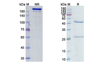 Morolimumab (RHD/CD240D) - Research Grade Biosimilar Antibody