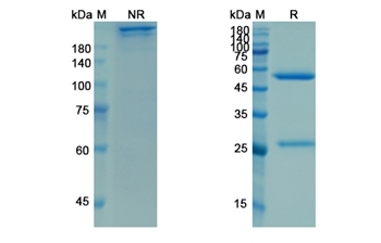 Mosunetuzumab (CD3E/MS4A1/CD20) - Research Grade Biosimilar Antibody