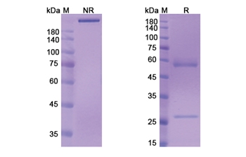 Murlentamab (AMHR2) - Research Grade Biosimilar Antibody