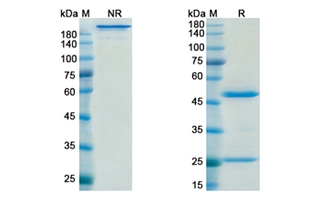 Muromonab-Cd3 (CD3E) - Research Grade Biosimilar Antibody