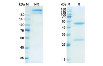 Namilumab (CSF2/GM-CSF) - Research Grade Biosimilar Antibody