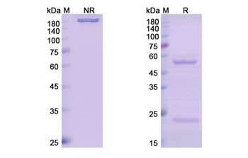 Narnatumab (MST1R/CD136) - Research Grade Biosimilar Antibody