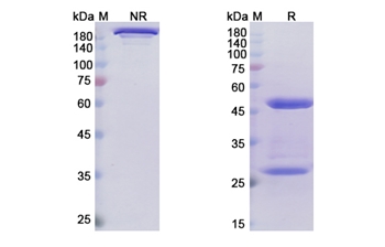 Narsoplimab (MASP2) - Research Grade Biosimilar Antibody