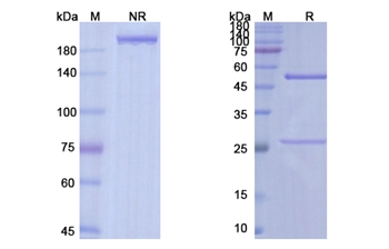 Navicixizumab (DLL4/VEGFA) - Research Grade Biosimilar Antibody