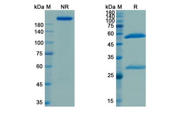 Naxitamab (Ganglioside GD2) - Research Grade Biosimilar Antibody