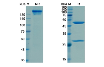 Nesvacumab (ANGPT2) - Research Grade Biosimilar Antibody