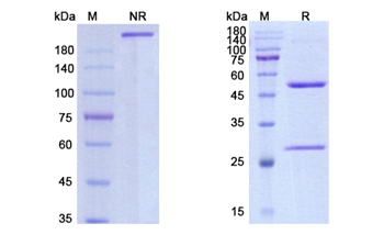 Nidanilimab (IL1RAP) - Research Grade Biosimilar Antibody