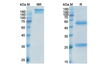 Nimacimab (CNR1) - Research Grade Biosimilar Antibody
