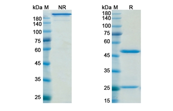 Nimotuzumab (EGFR) - Research Grade Biosimilar Antibody