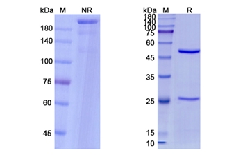Nirsevimab (RSV) - Research Grade Biosimilar Antibody