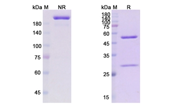 Obexelimab (CD19) - Research Grade Biosimilar Antibody