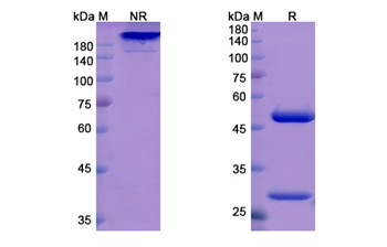 Odronextamab (CD3E) - Research Grade Biosimilar Antibody