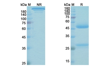 Omburtamab (CD276/B7-H3/B7RP-2) - Research Grade Biosimilar Antibody