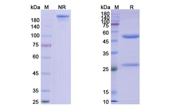Oncolym (HLA-DR10) - Research Grade Biosimilar Antibody