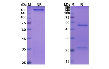 Ontamalimab (MADCAM1) - Research Grade Biosimilar Antibody