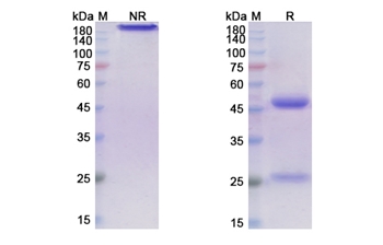 Ontuxizumab (CD248) - Research Grade Biosimilar Antibody