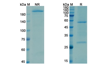 Opicinumab (LINGO1/LRRN6A/LERN1) - Research Grade Biosimilar Antibody