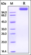 VEGF R2 Recombinant Protein