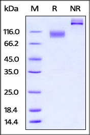IL-23R Recombinant Protein
