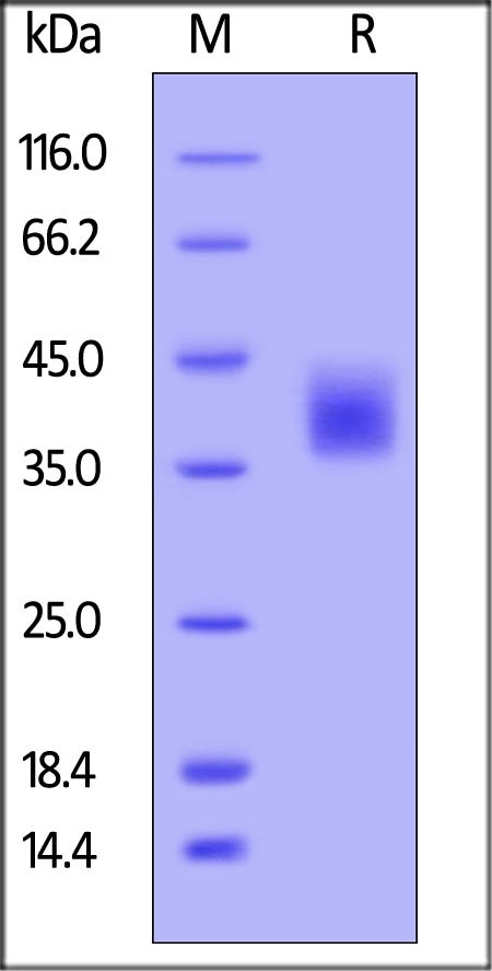 M-CSF Recombinant Protein