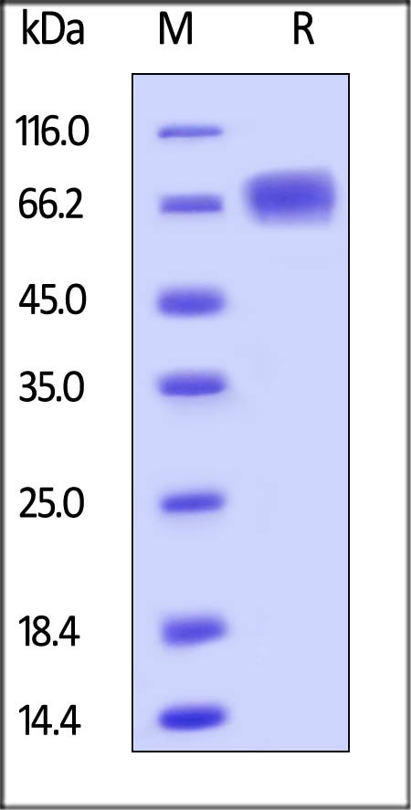 LILRB3 Recombinant Protein