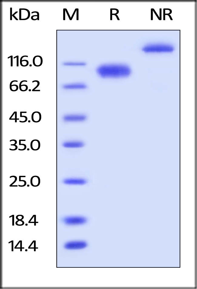 LILRB3 Recombinant Protein