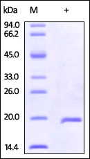 IL-37 Recombinant Protein