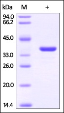 GAPDH Recombinant Protein