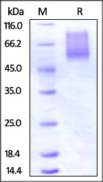 CX3CL1 Recombinant Protein