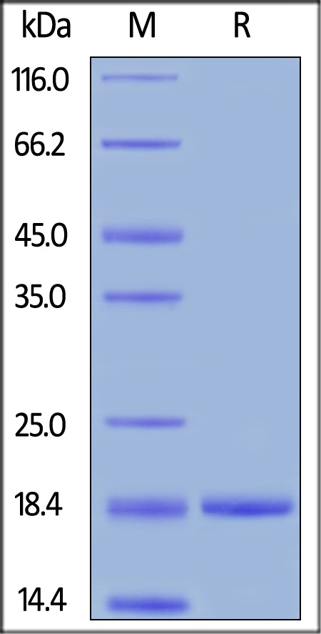G-CSF Recombinant Protein