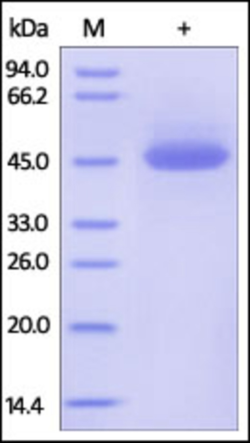 DR4 Recombinant Protein