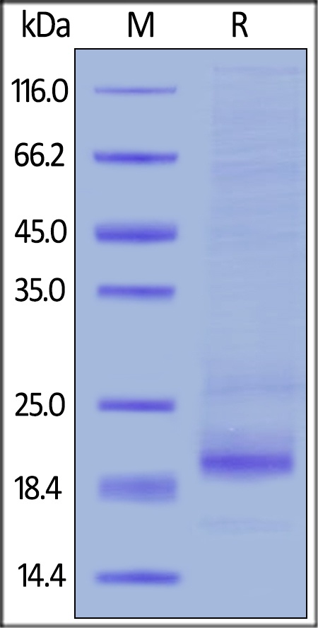 DR4 Recombinant Protein