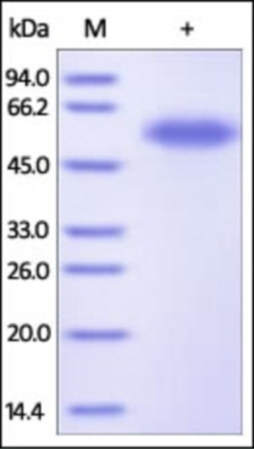 TNFR1 Recombinant Protein