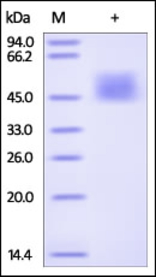 CD360 Recombinant Protein