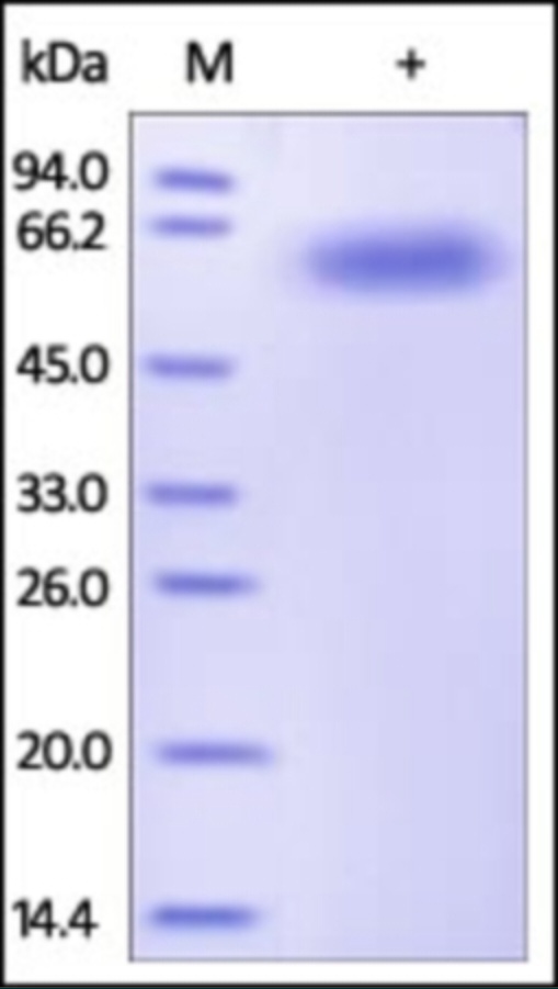 CD122 Recombinant Protein
