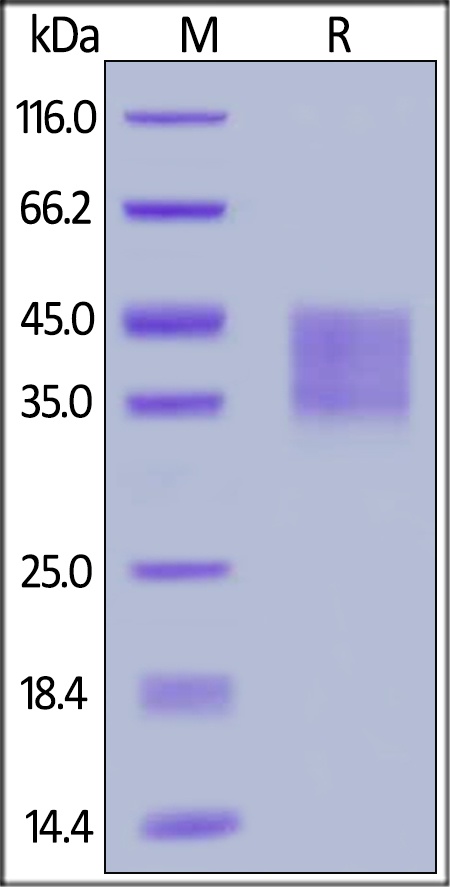 IFNAR 2 Recombinant Protein