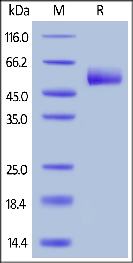 TNFRSF 14 Recombinant Protein