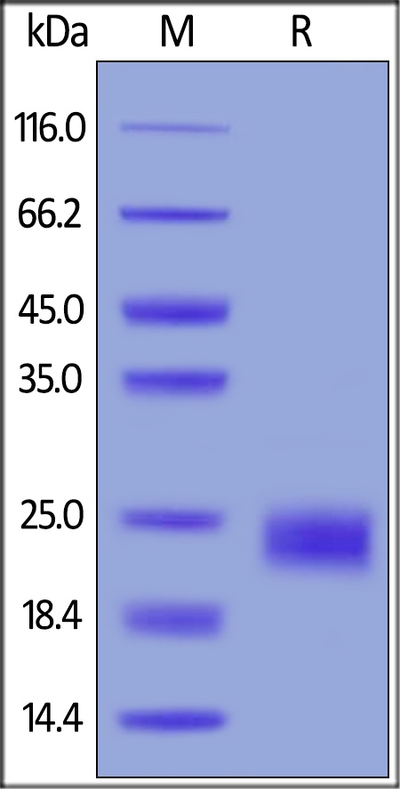 TNFRSF 18 Recombinant Protein