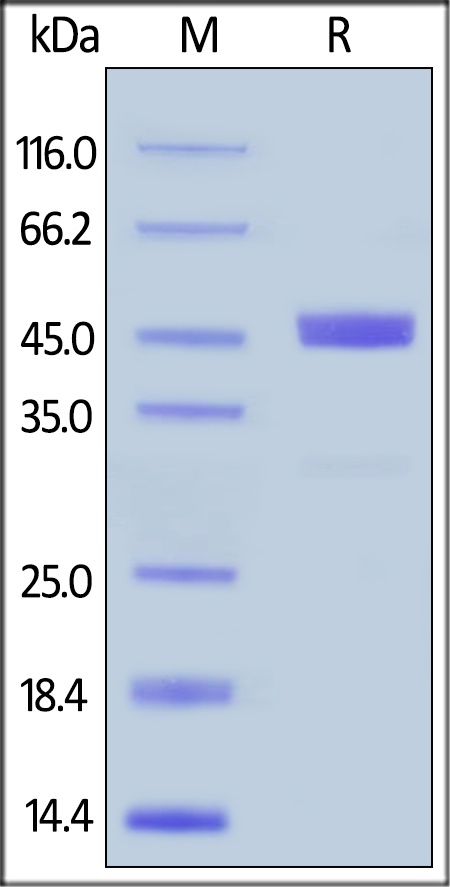 TNFRSF 18 Recombinant Protein