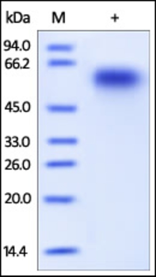 CD46 Recombinant Protein