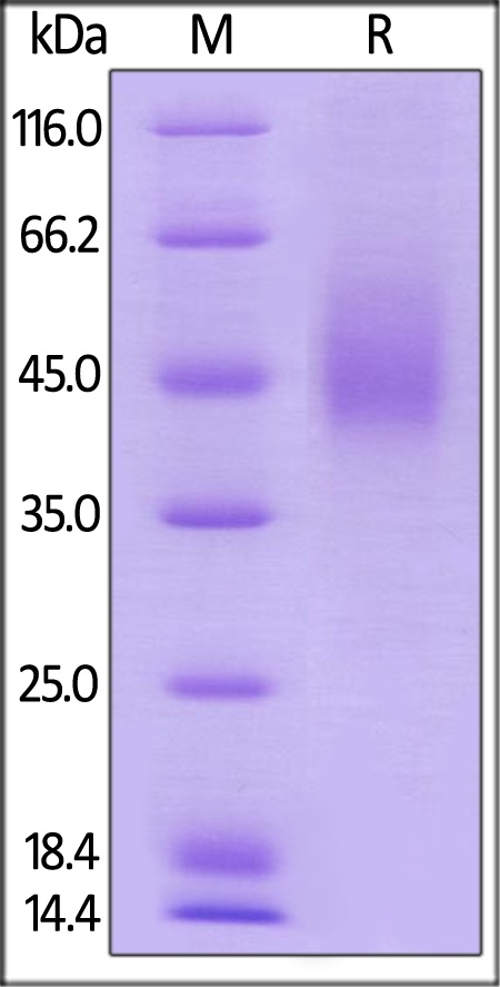 CD80 Recombinant Protein