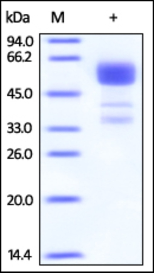 TNFRSF9 Recombinant Protein