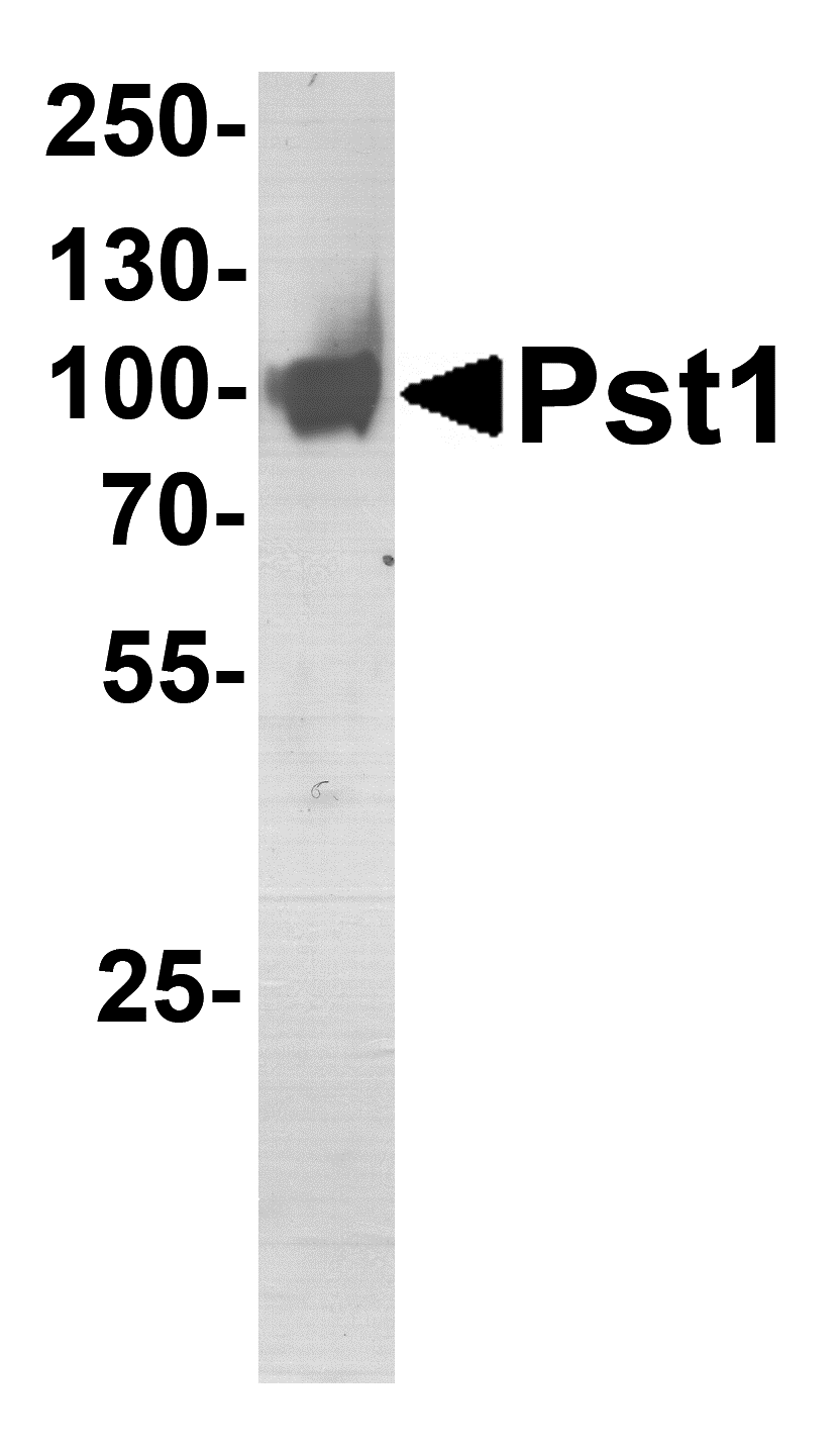 TM Yeast Pst1 Recombinant Protein