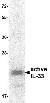 IL-33 Recombinant Protein