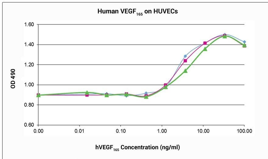 VEGF121 Recombinant Protein