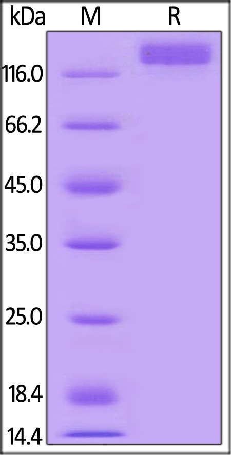 VEGF R2 / KDR Recombinant Protein