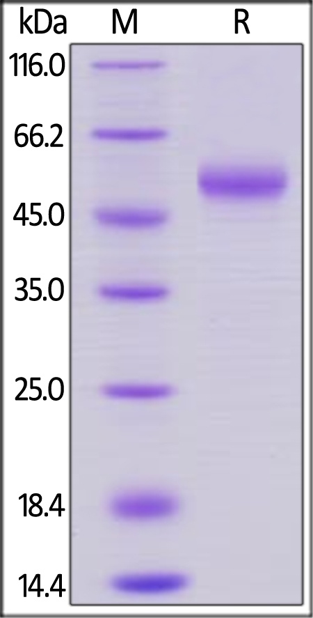 Rhesus macaque OX40 Ligand / TNFSF4 Recombinant Protein